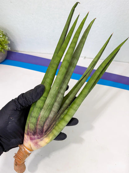 Sansevieria Dath Mint (pp) (1) | Very Rare Hybrid