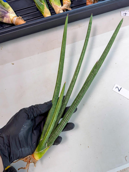 Sansevieria Mill Lignes (pp) (2) | Imported hybrids