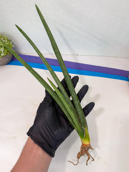 Sansevieria Mill Lignes (pp) (2) | Imported hybrids