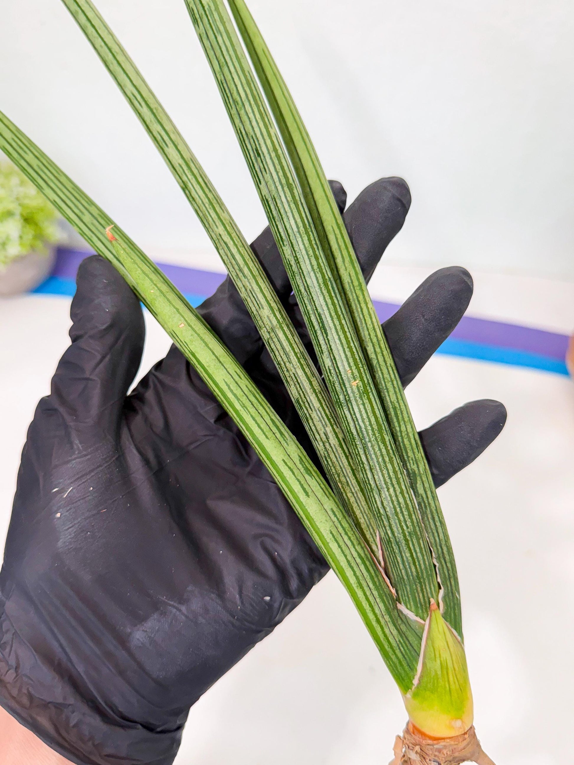 Sansevieria Mill Lignes (pp) (2) | Imported hybrids