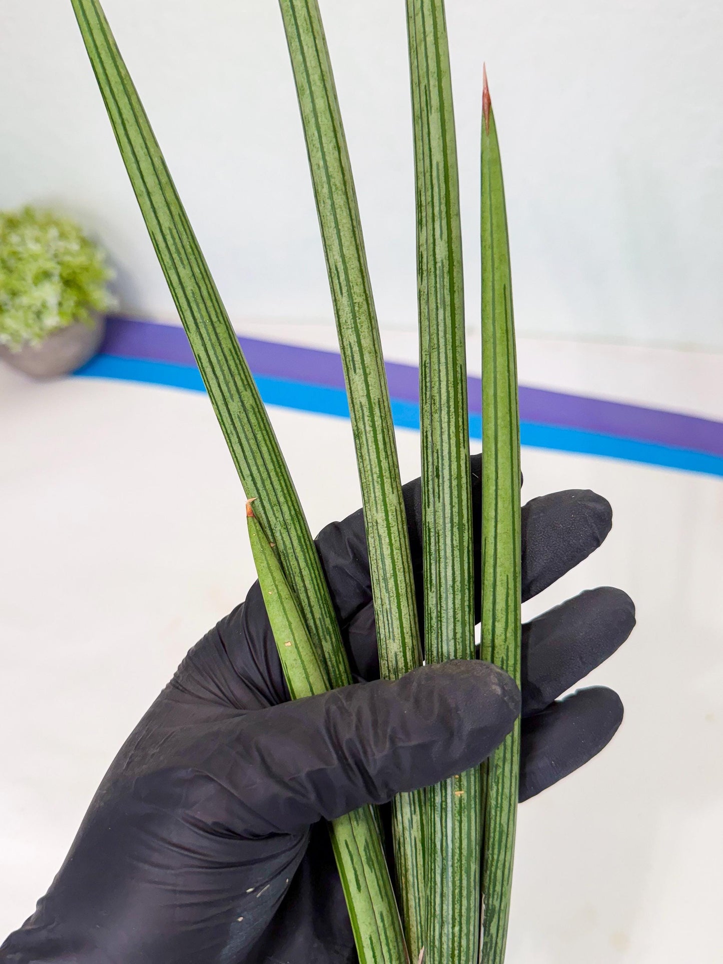 Sansevieria Mill Lignes (pp) (2) | Imported hybrids