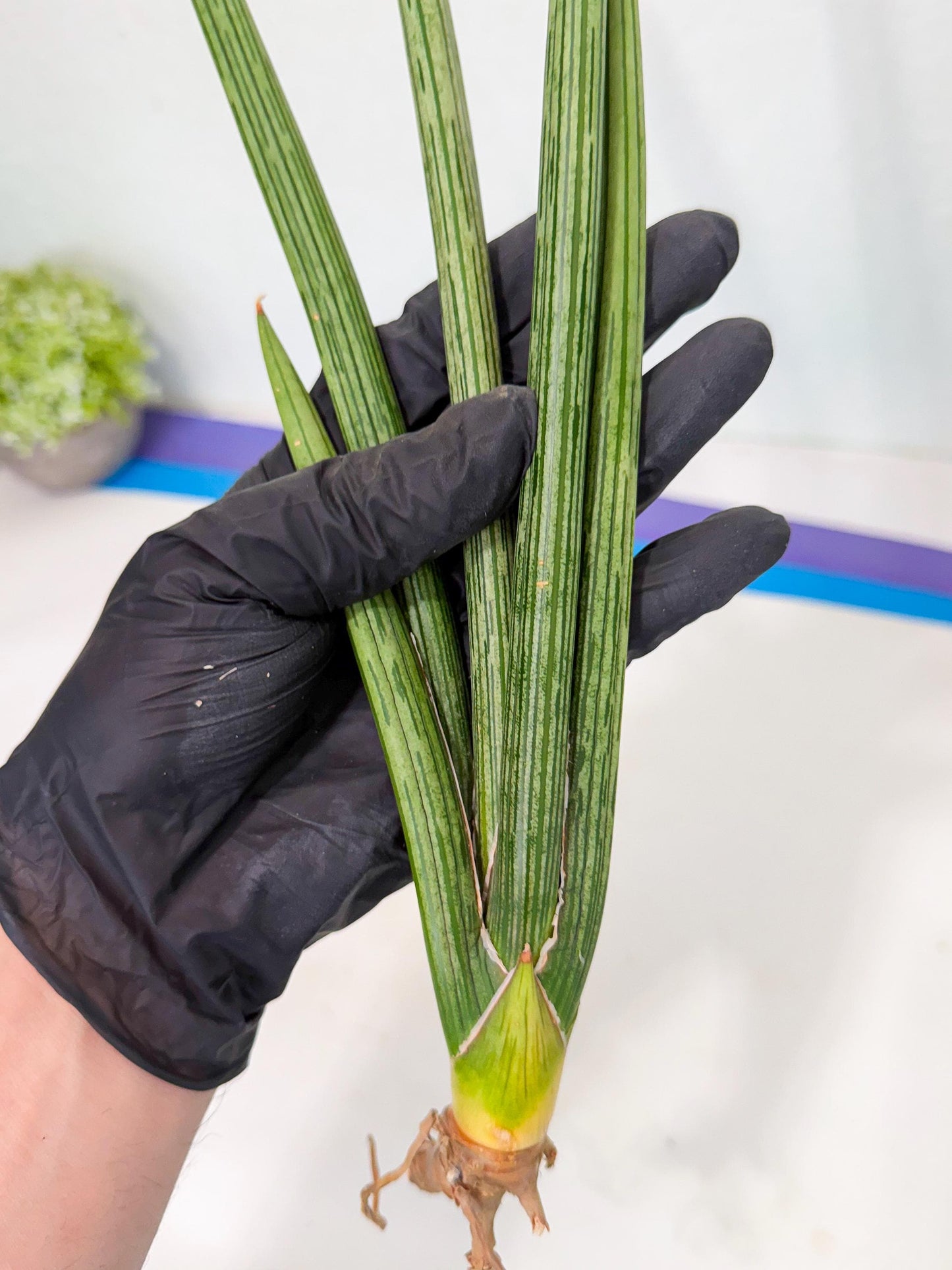 Sansevieria Mill Lignes (pp) (2) | Imported hybrids