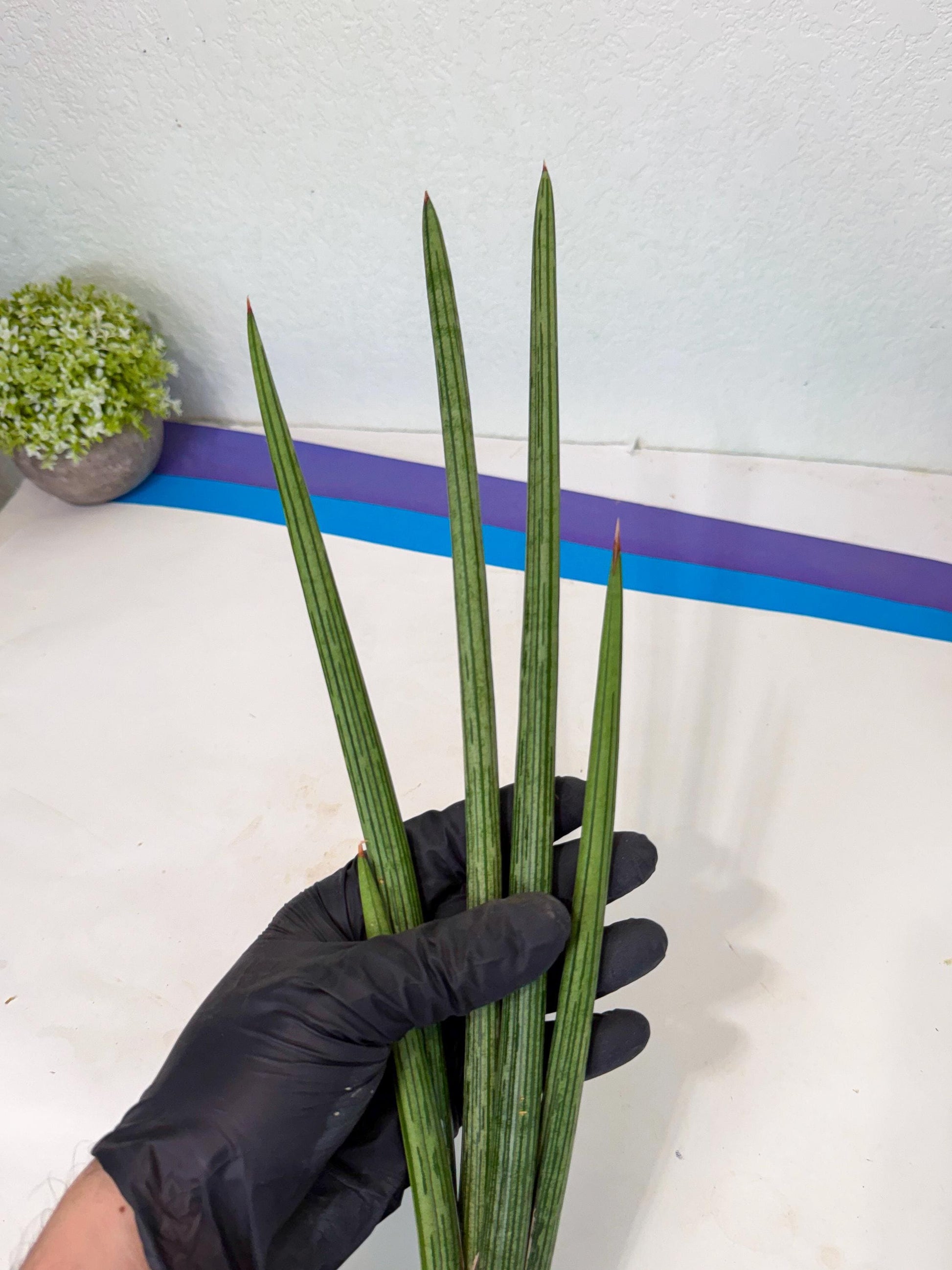 Sansevieria Mill Lignes (pp) (2) | Imported hybrids
