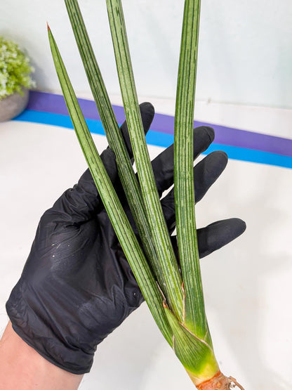 Sansevieria Mill Lignes (pp) (2) | Imported hybrids