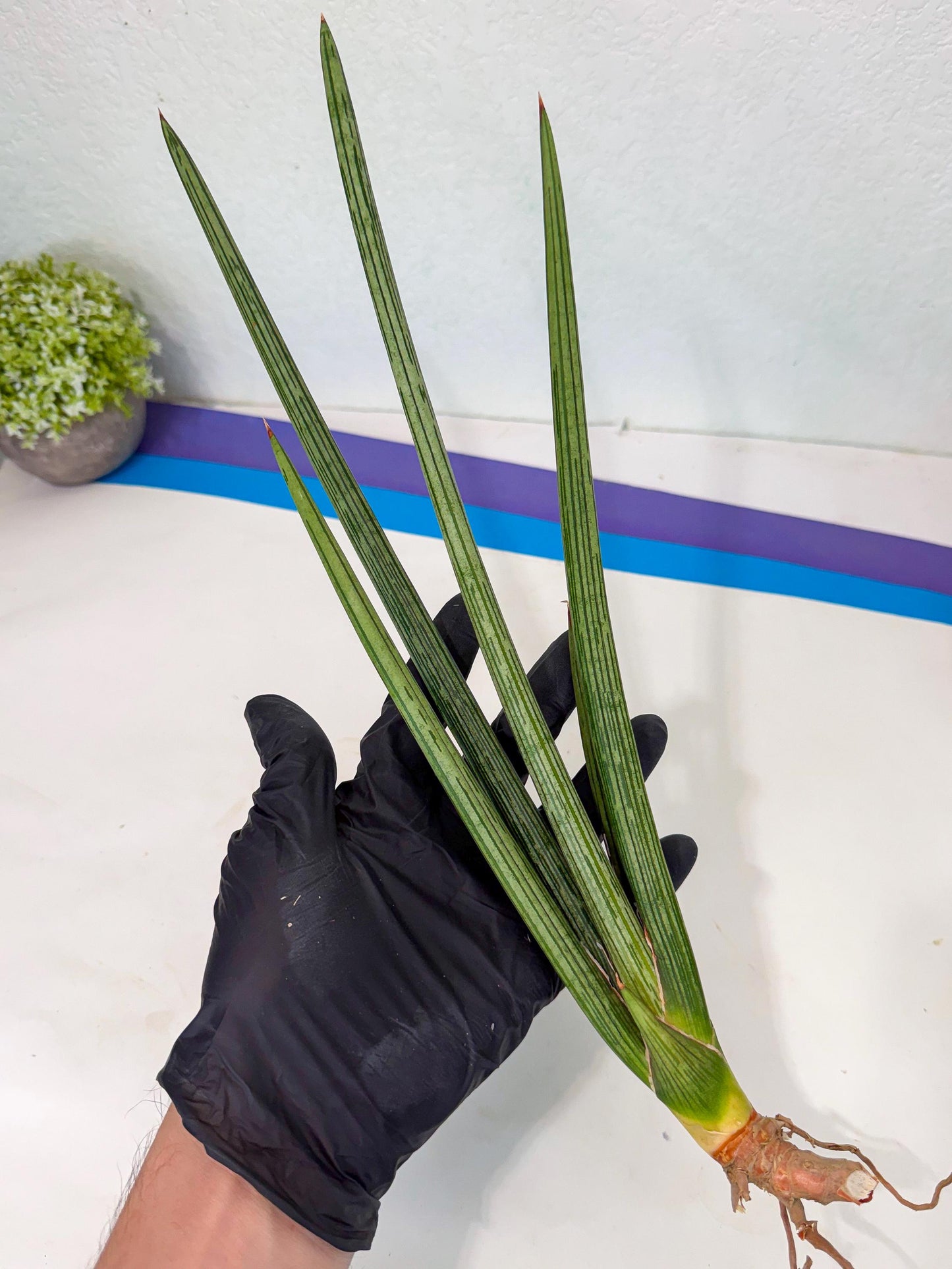 Sansevieria Mill Lignes (pp) (2) | Imported hybrids