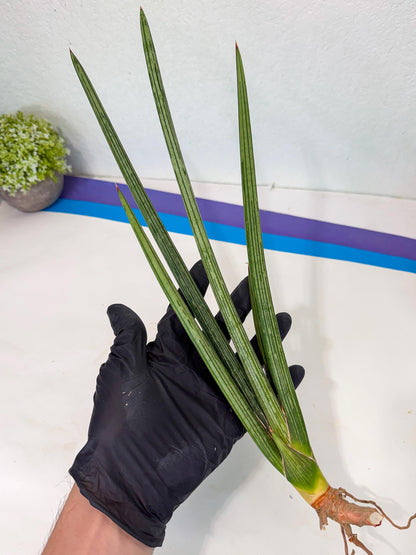 Sansevieria Mill Lignes (pp) (2) | Imported hybrids