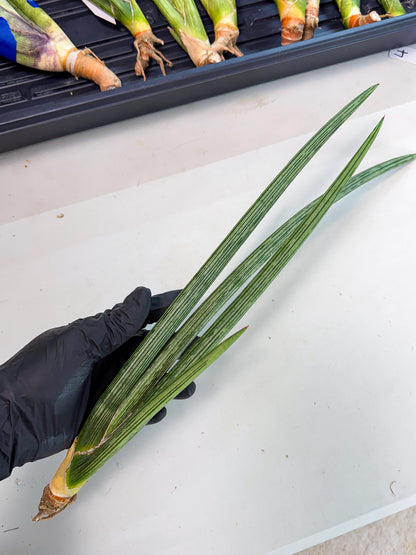 Sansevieria Mill Lignes (pp) (3) | Imported hybrids