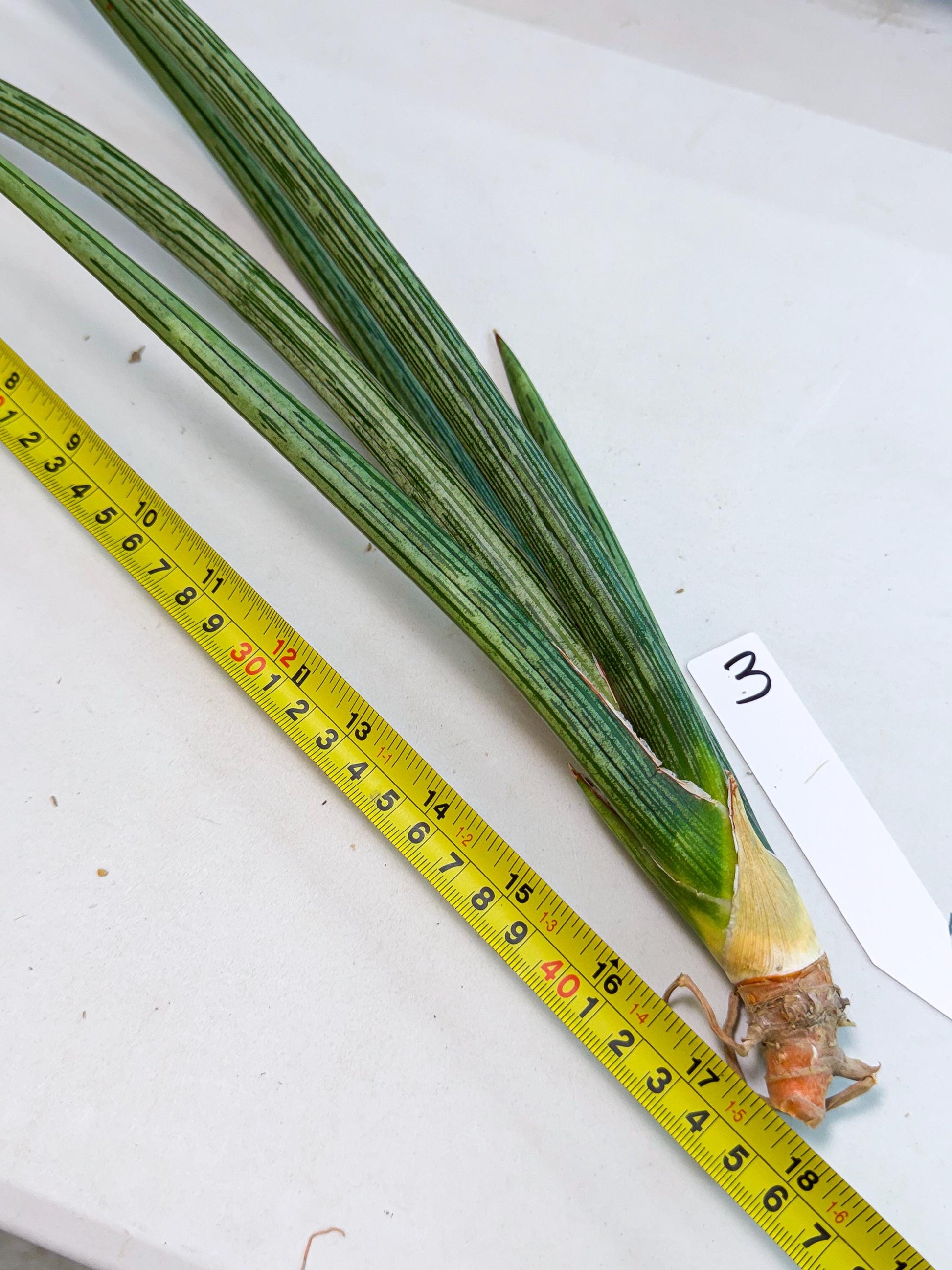 Sansevieria Mill Lignes (pp) (3) | Imported hybrids