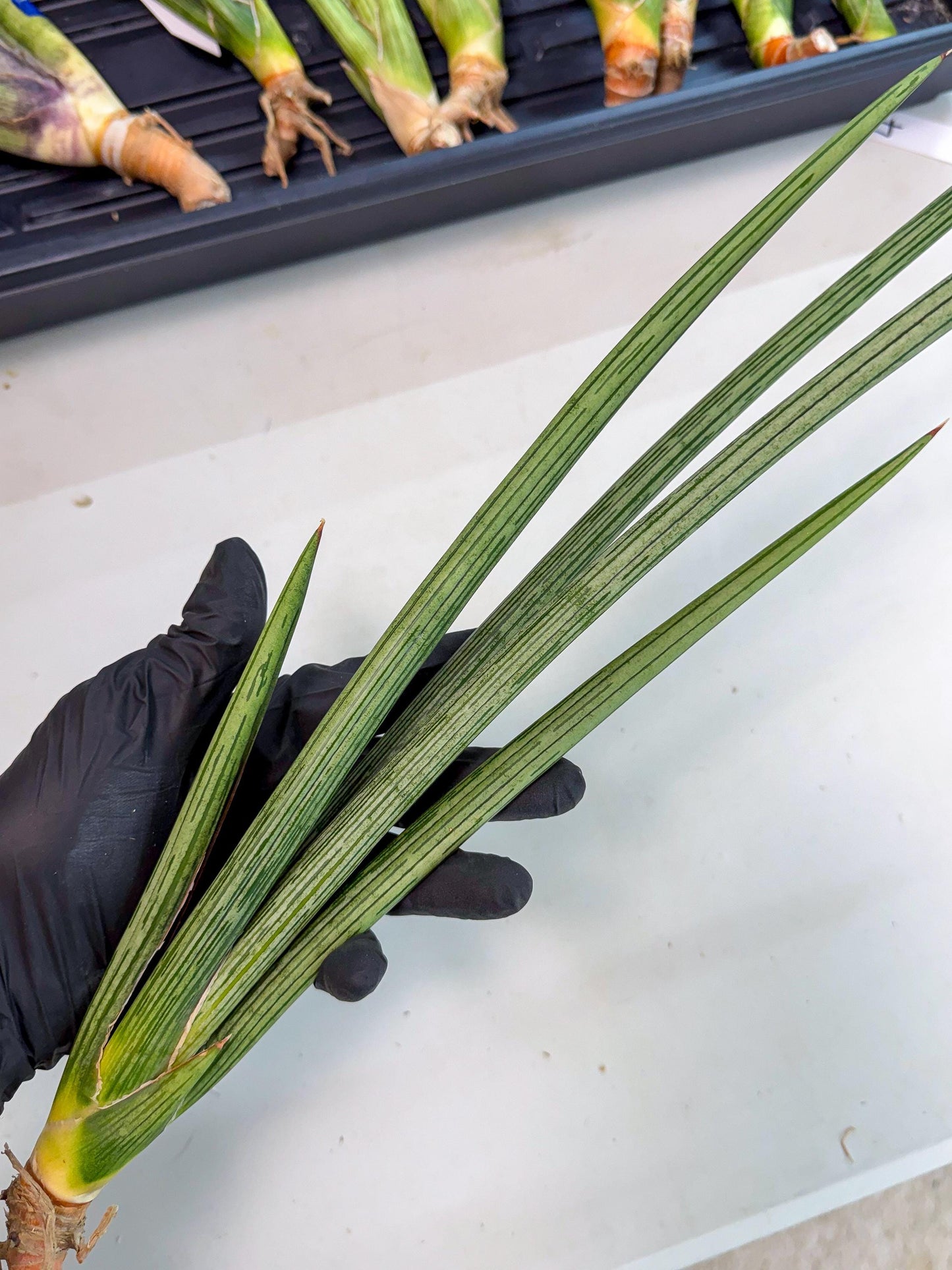 Sansevieria Mill Lignes (pp) (3) | Imported hybrids