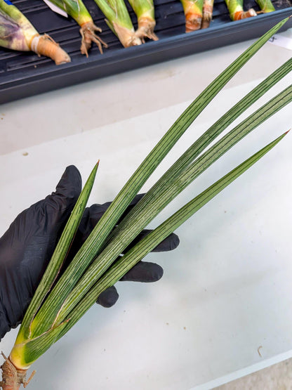 Sansevieria Mill Lignes (pp) (3) | Imported hybrids