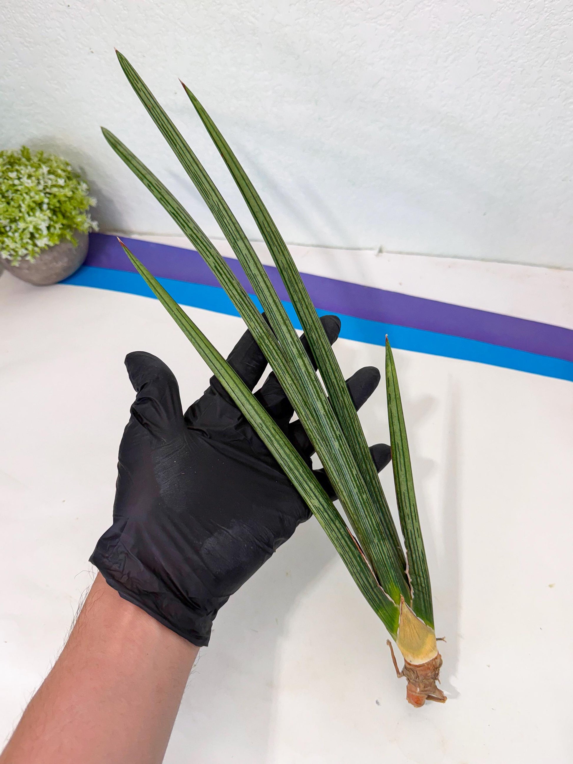 Sansevieria Mill Lignes (pp) (3) | Imported hybrids
