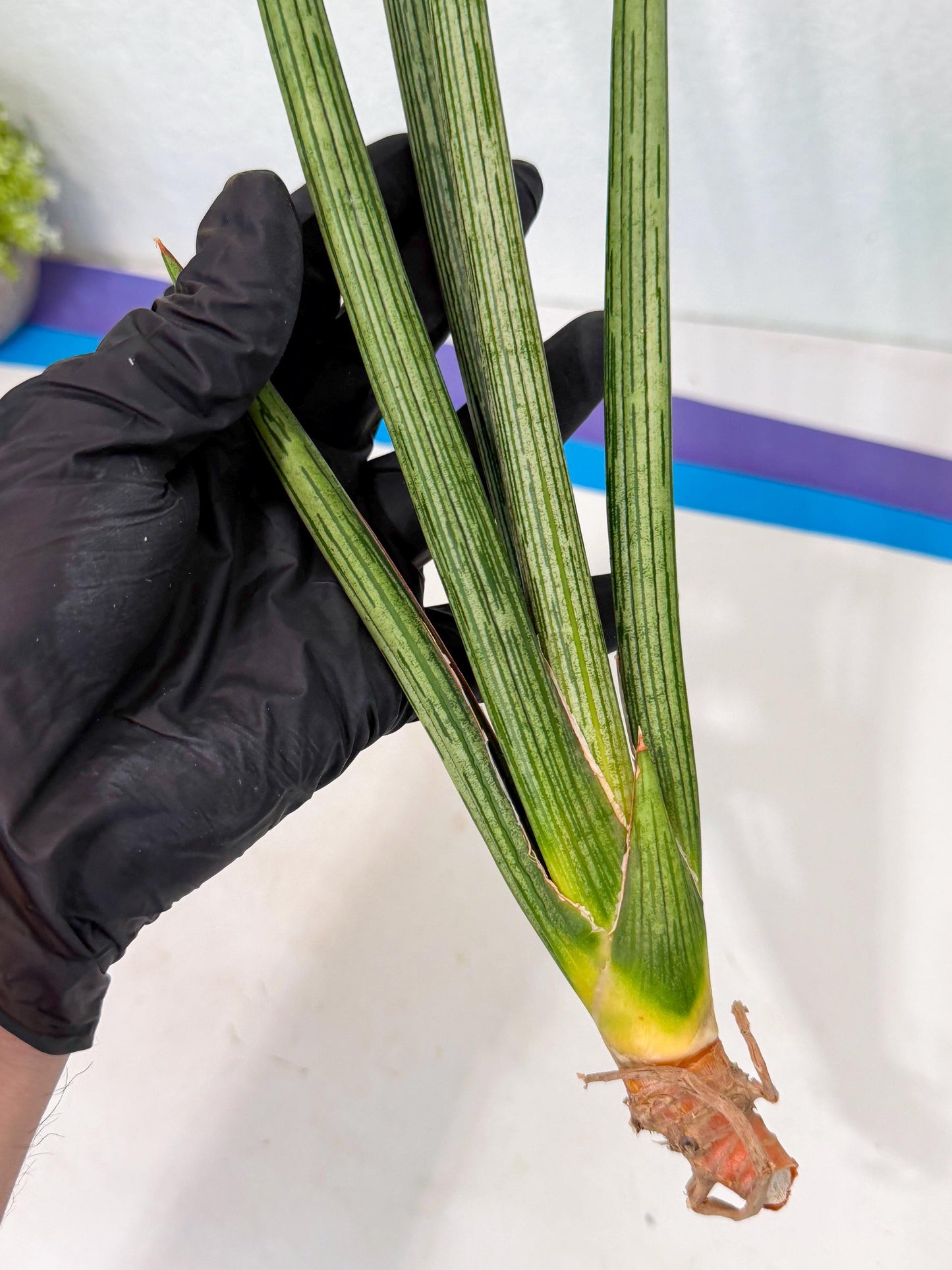 Sansevieria Mill Lignes (pp) (3) | Imported hybrids
