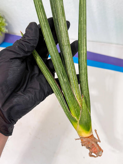 Sansevieria Mill Lignes (pp) (3) | Imported hybrids