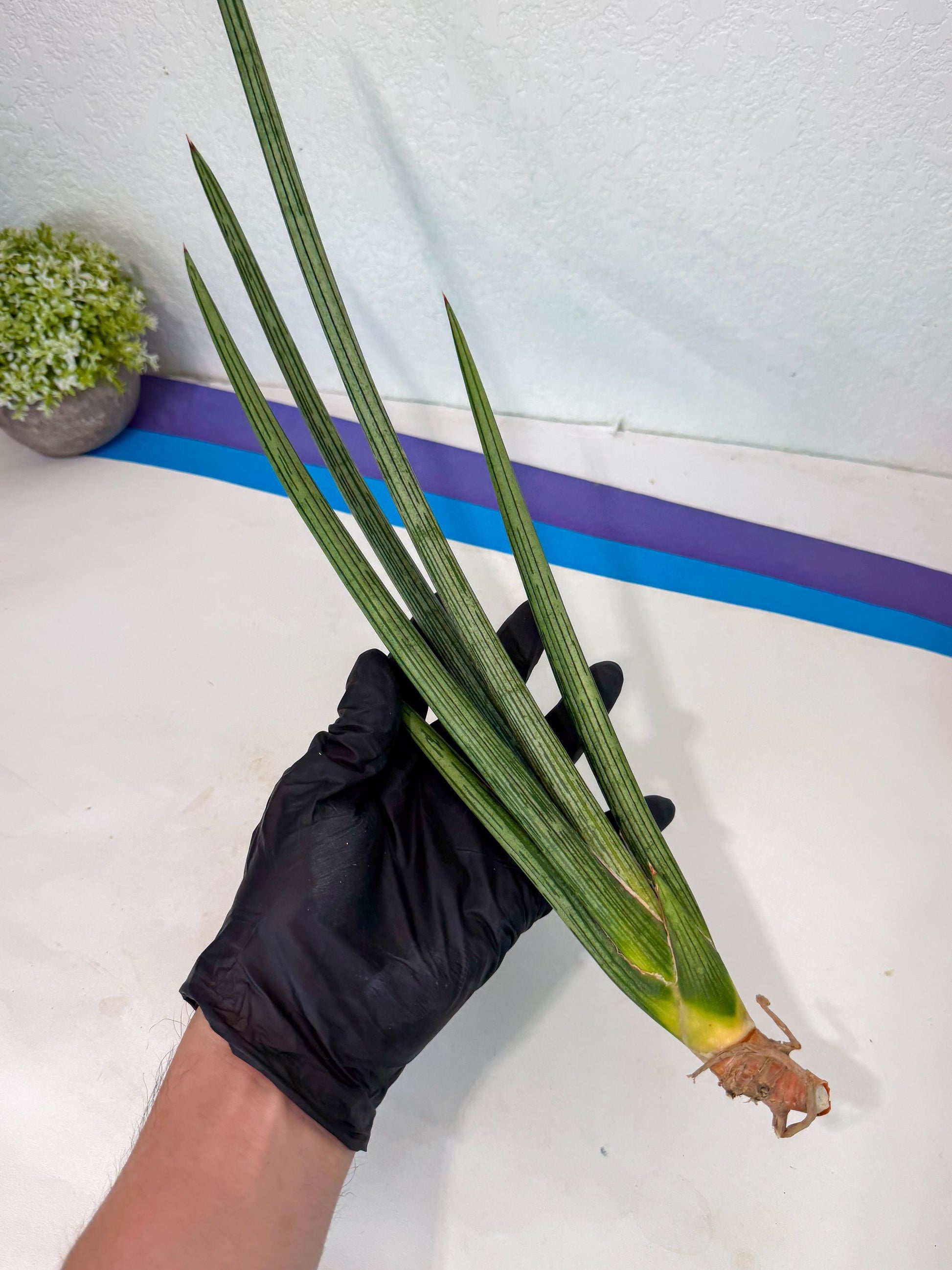 Sansevieria Mill Lignes (pp) (3) | Imported hybrids