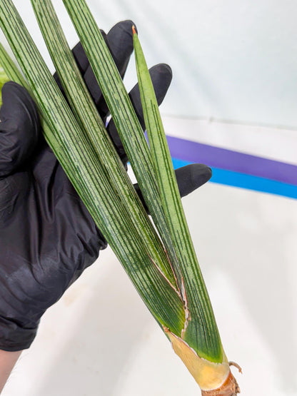 Sansevieria Mill Lignes (pp) (3) | Imported hybrids
