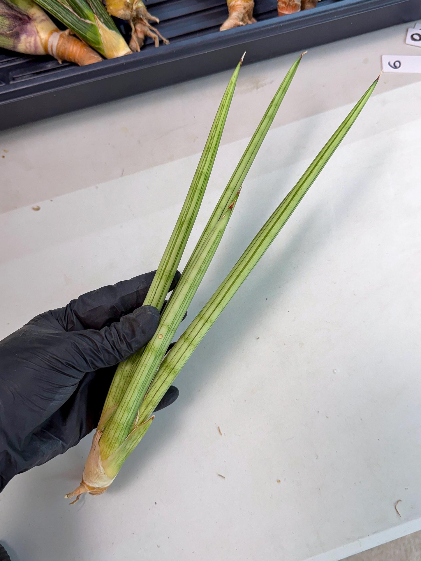 Sansevieria Alawo Eve (pp) (5) | Rare Hybrids