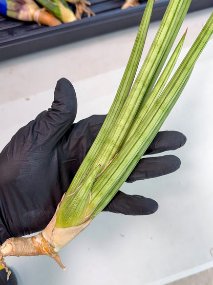 Sansevieria Alawo Eve (pp) (5) | Rare Hybrids