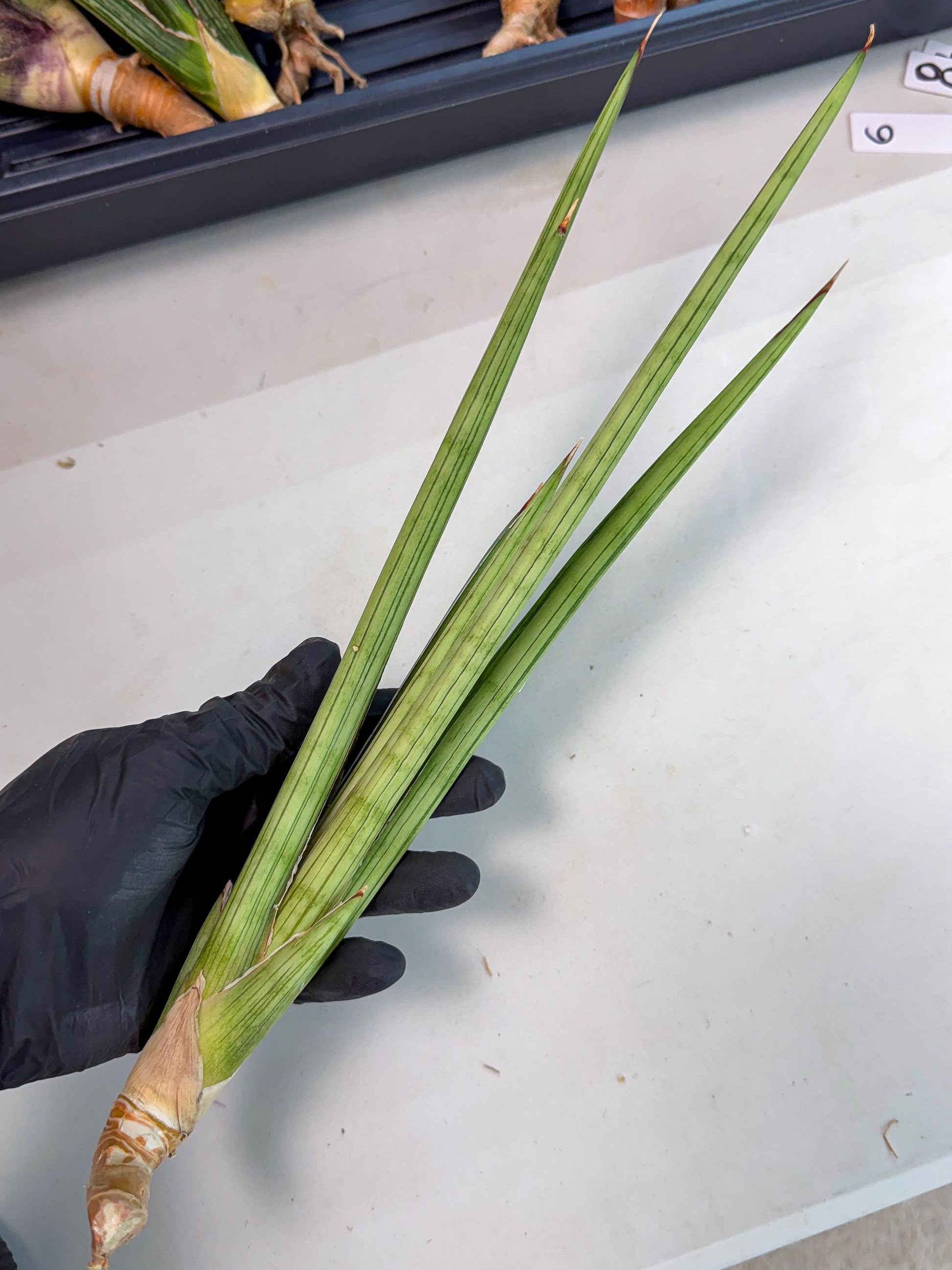 Sansevieria Alawo Eve (pp) (5) | Rare Hybrids