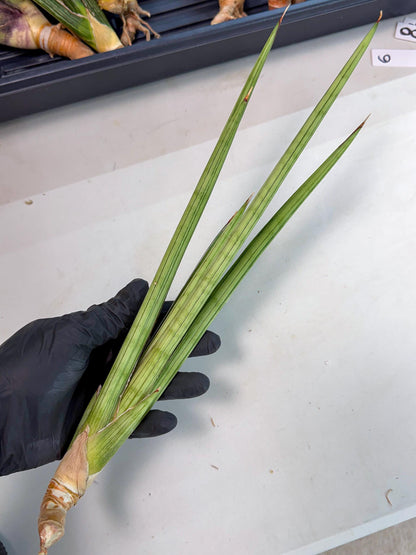 Sansevieria Alawo Eve (pp) (5) | Rare Hybrids