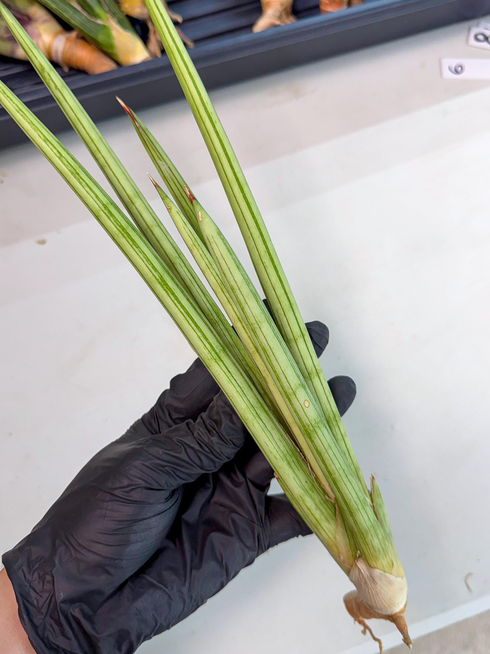 Sansevieria Alawo Eve (pp) (5) | Rare Hybrids