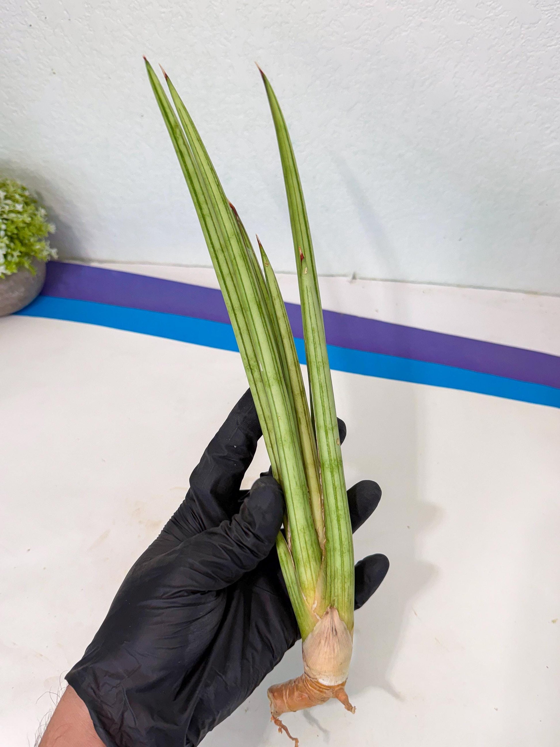 Sansevieria Alawo Eve (pp) (5) | Rare Hybrids