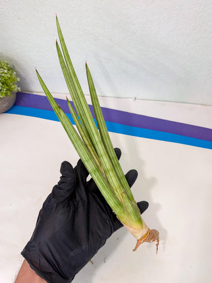 Sansevieria Alawo Eve (pp) (5) | Rare Hybrids