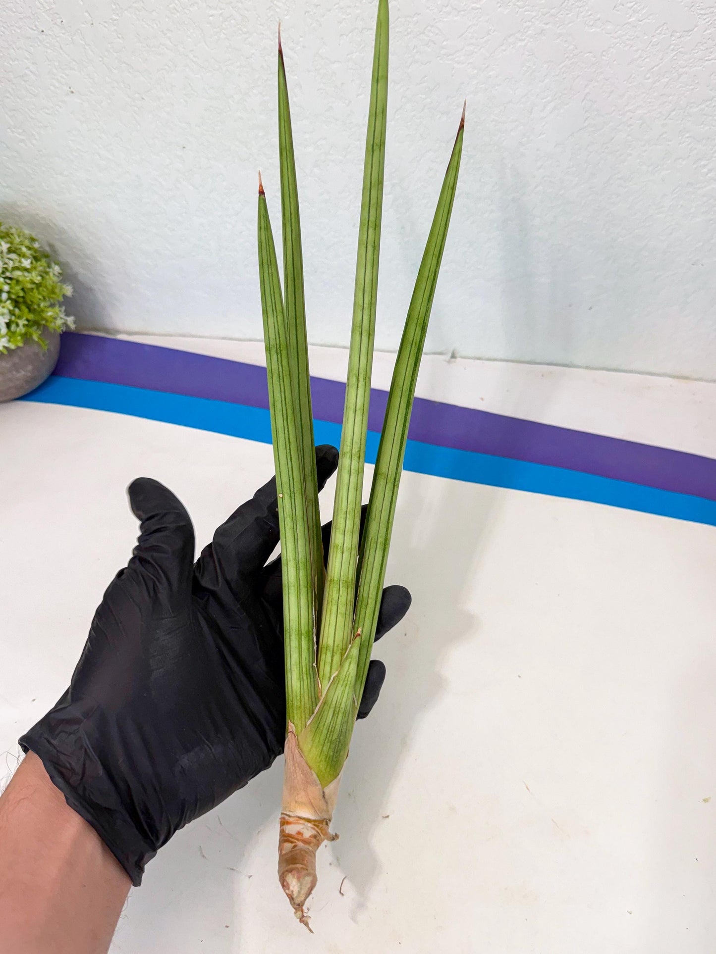 Sansevieria Alawo Eve (pp) (5) | Rare Hybrids