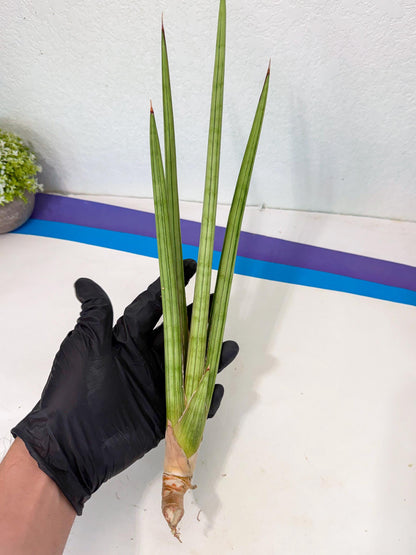Sansevieria Alawo Eve (pp) (5) | Rare Hybrids