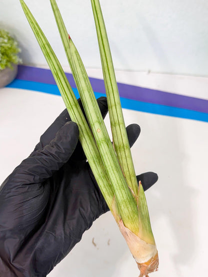 Sansevieria Alawo Eve (pp) (5) | Rare Hybrids