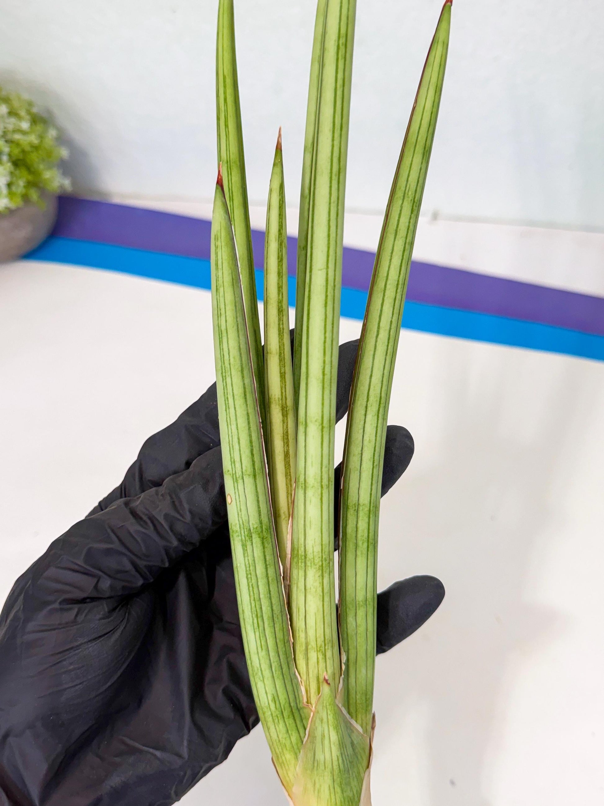 Sansevieria Alawo Eve (pp) (5) | Rare Hybrids