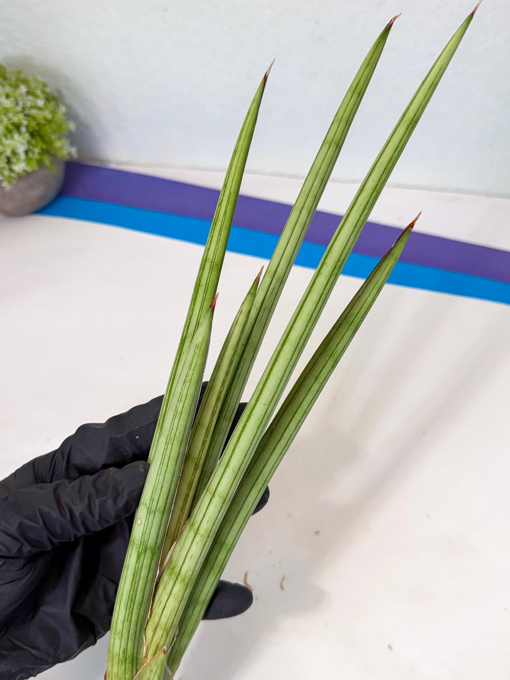 Sansevieria Alawo Eve (pp) (5) | Rare Hybrids