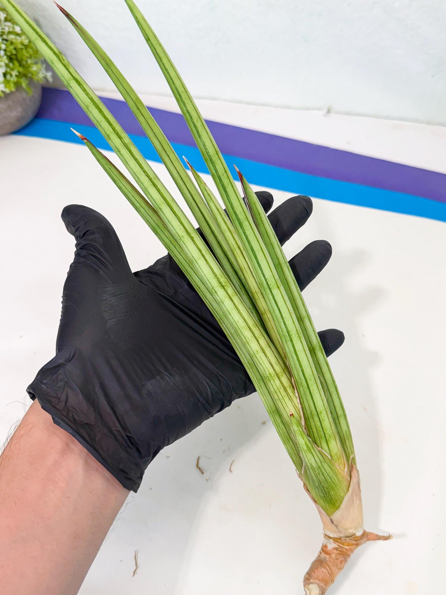 Sansevieria Alawo Eve (pp) (5) | Rare Hybrids