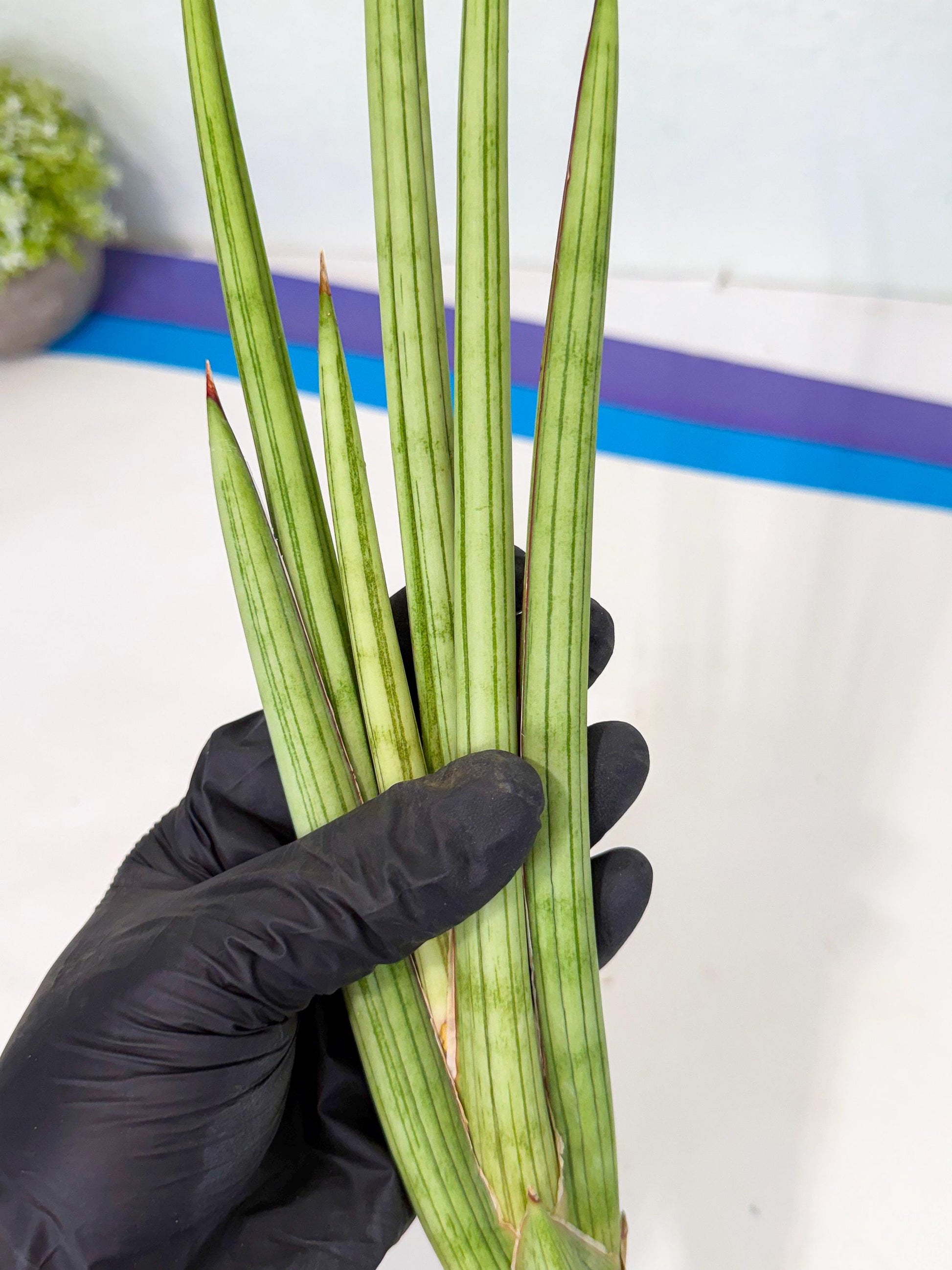 Sansevieria Alawo Eve (pp) (5) | Rare Hybrids
