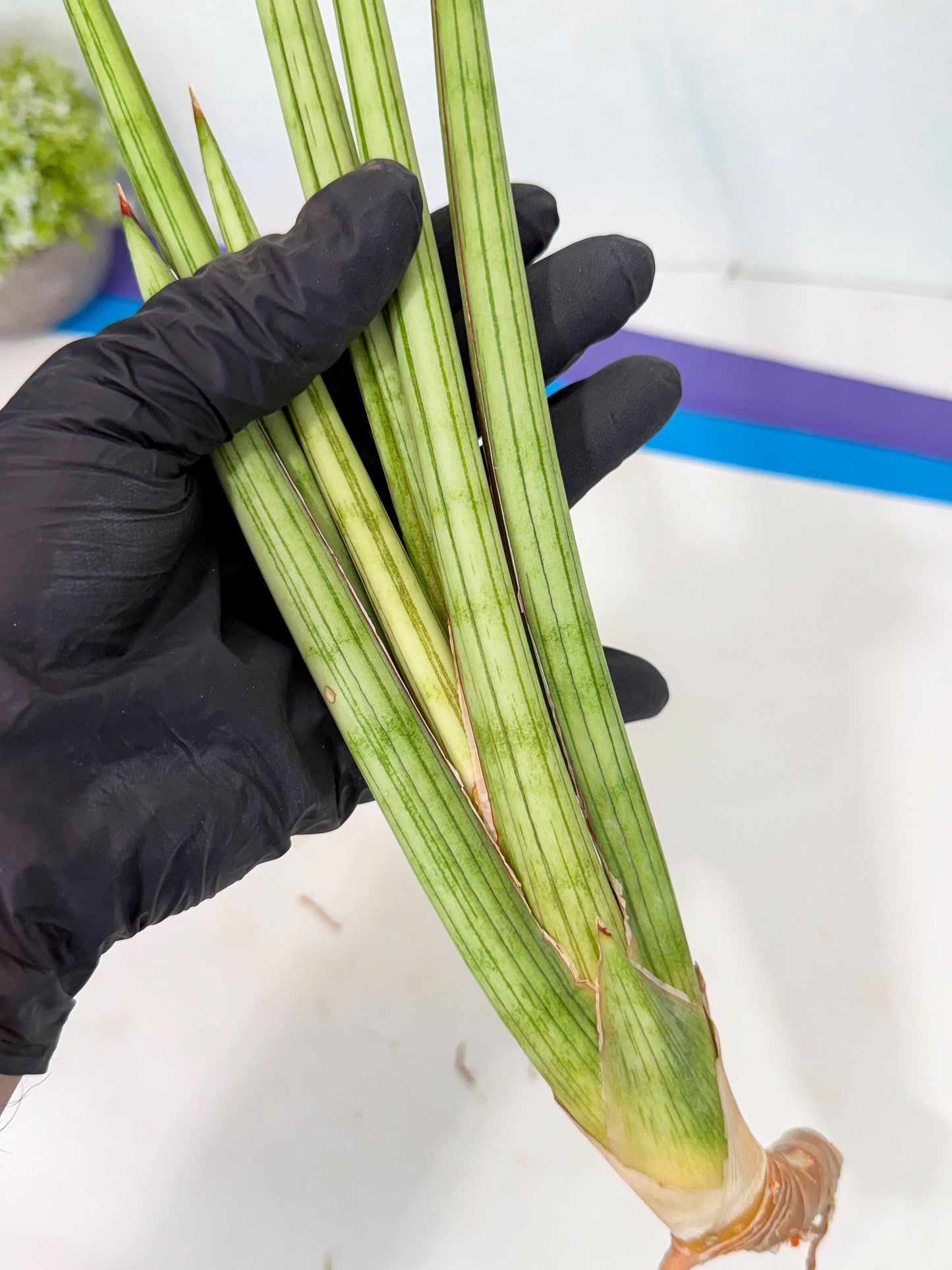 Sansevieria Alawo Eve (pp) (5) | Rare Hybrids