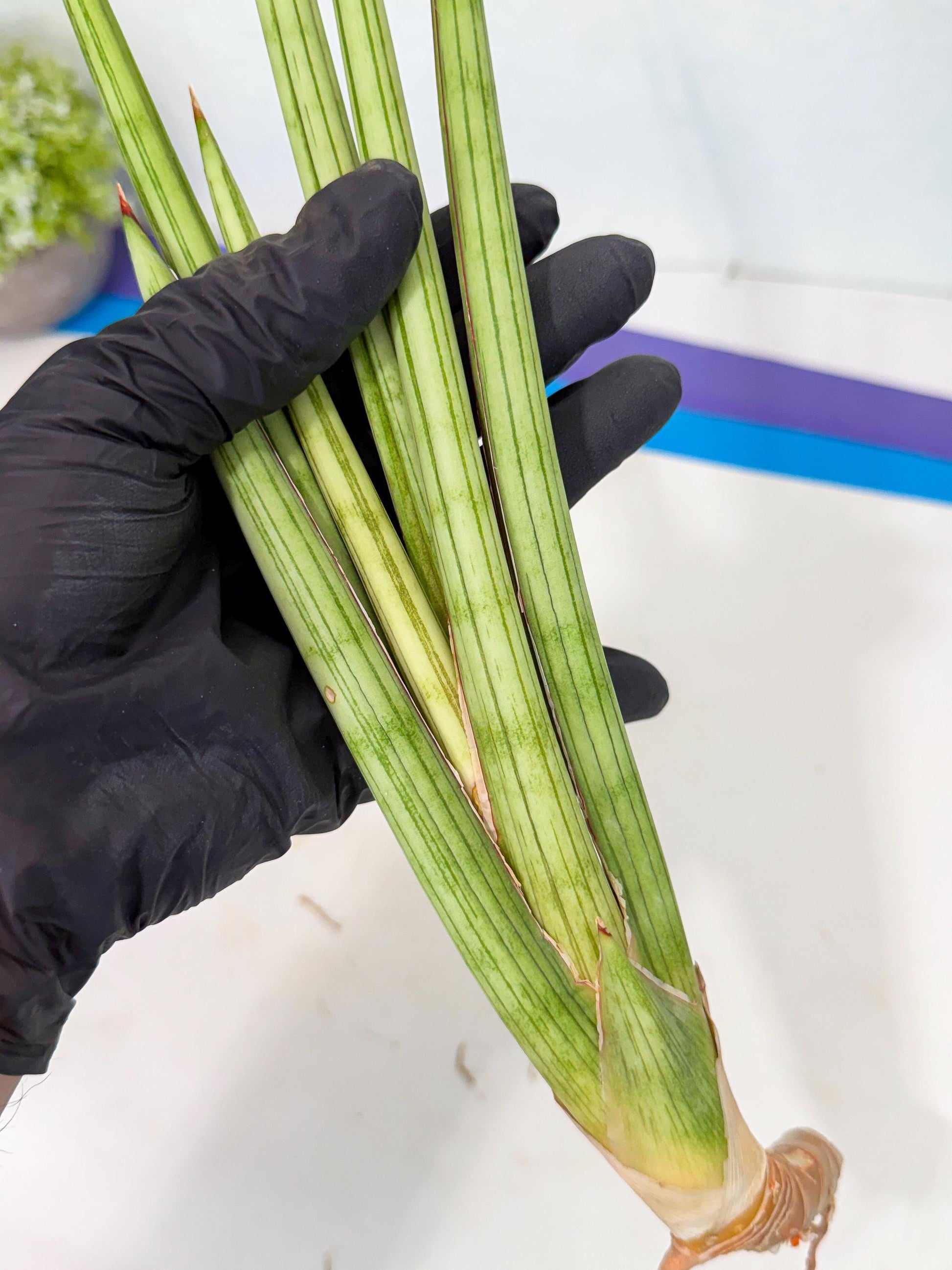 Sansevieria Alawo Eve (pp) (5) | Rare Hybrids