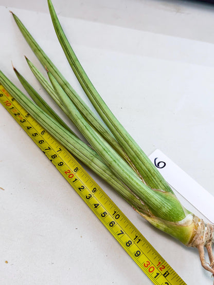 Sansevieria Alawo Eve (pp) (6) | Rare Hybrids