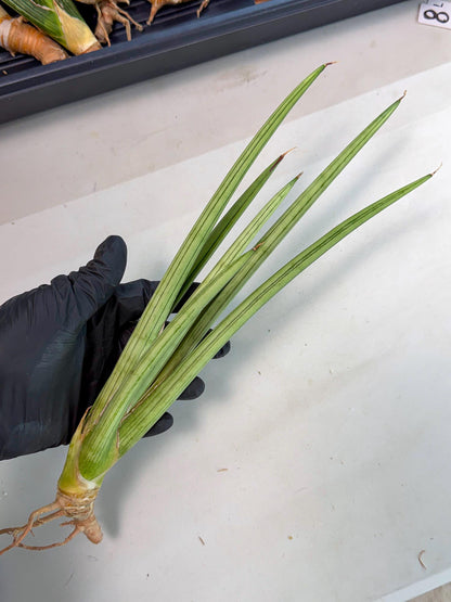 Sansevieria Alawo Eve (pp) (6) | Rare Hybrids