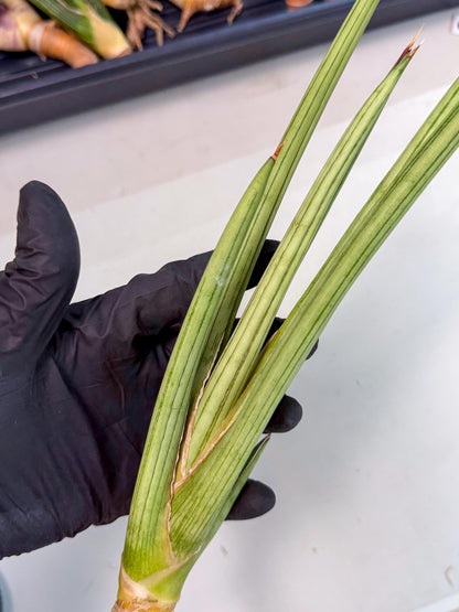 Sansevieria Alawo Eve (pp) (6) | Rare Hybrids