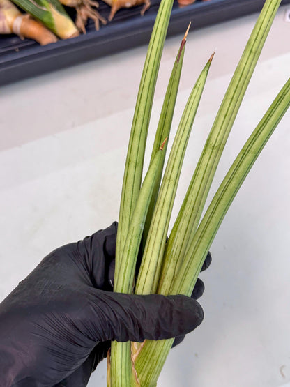 Sansevieria Alawo Eve (pp) (6) | Rare Hybrids