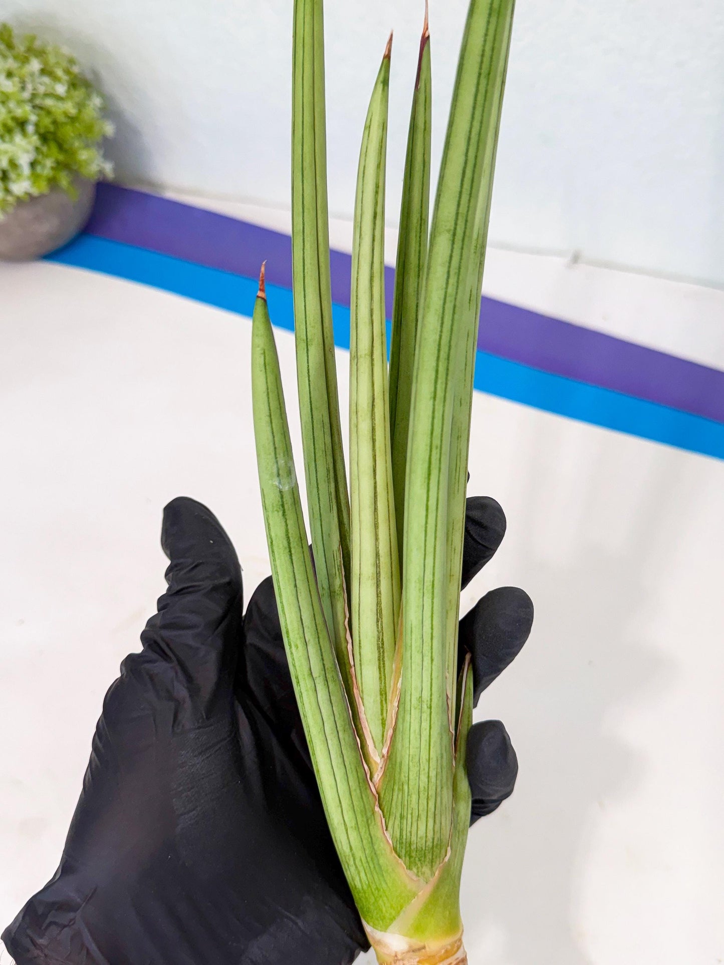 Sansevieria Alawo Eve (pp) (6) | Rare Hybrids