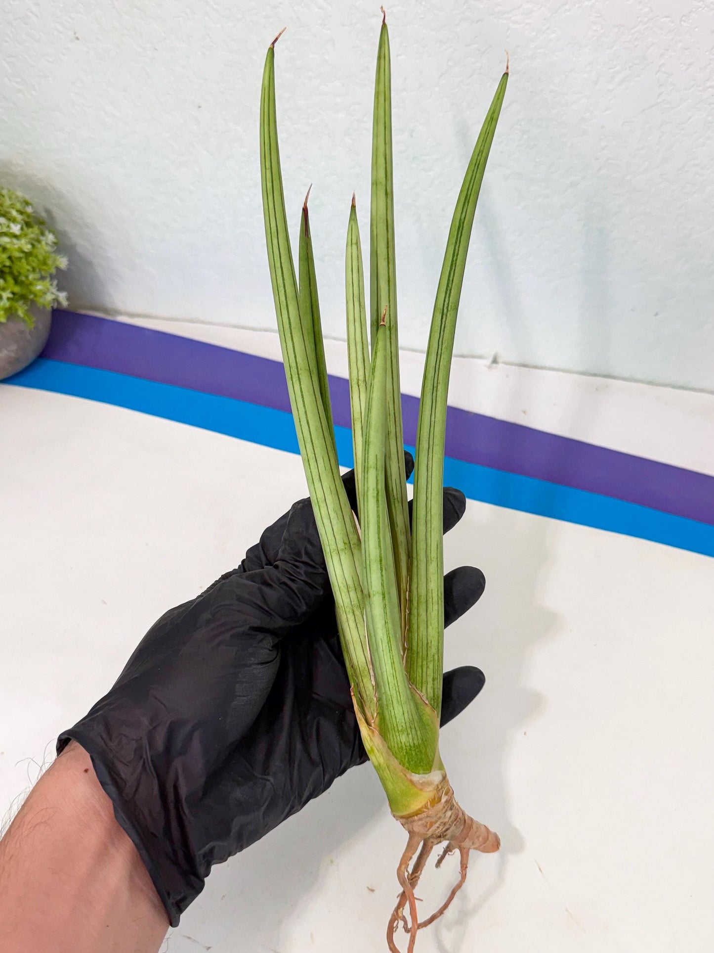 Sansevieria Alawo Eve (pp) (6) | Rare Hybrids