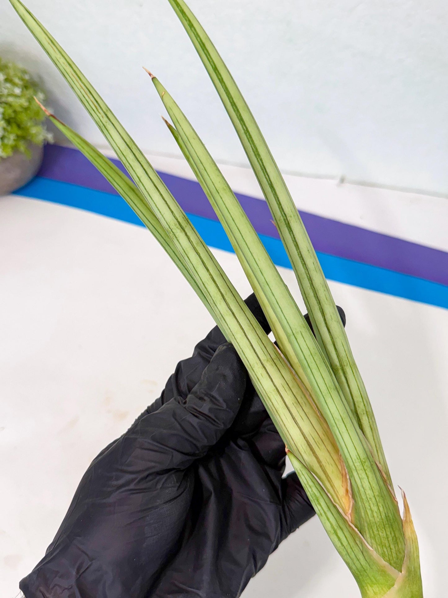 Sansevieria Alawo Eve (pp) (6) | Rare Hybrids