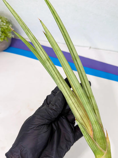 Sansevieria Alawo Eve (pp) (6) | Rare Hybrids