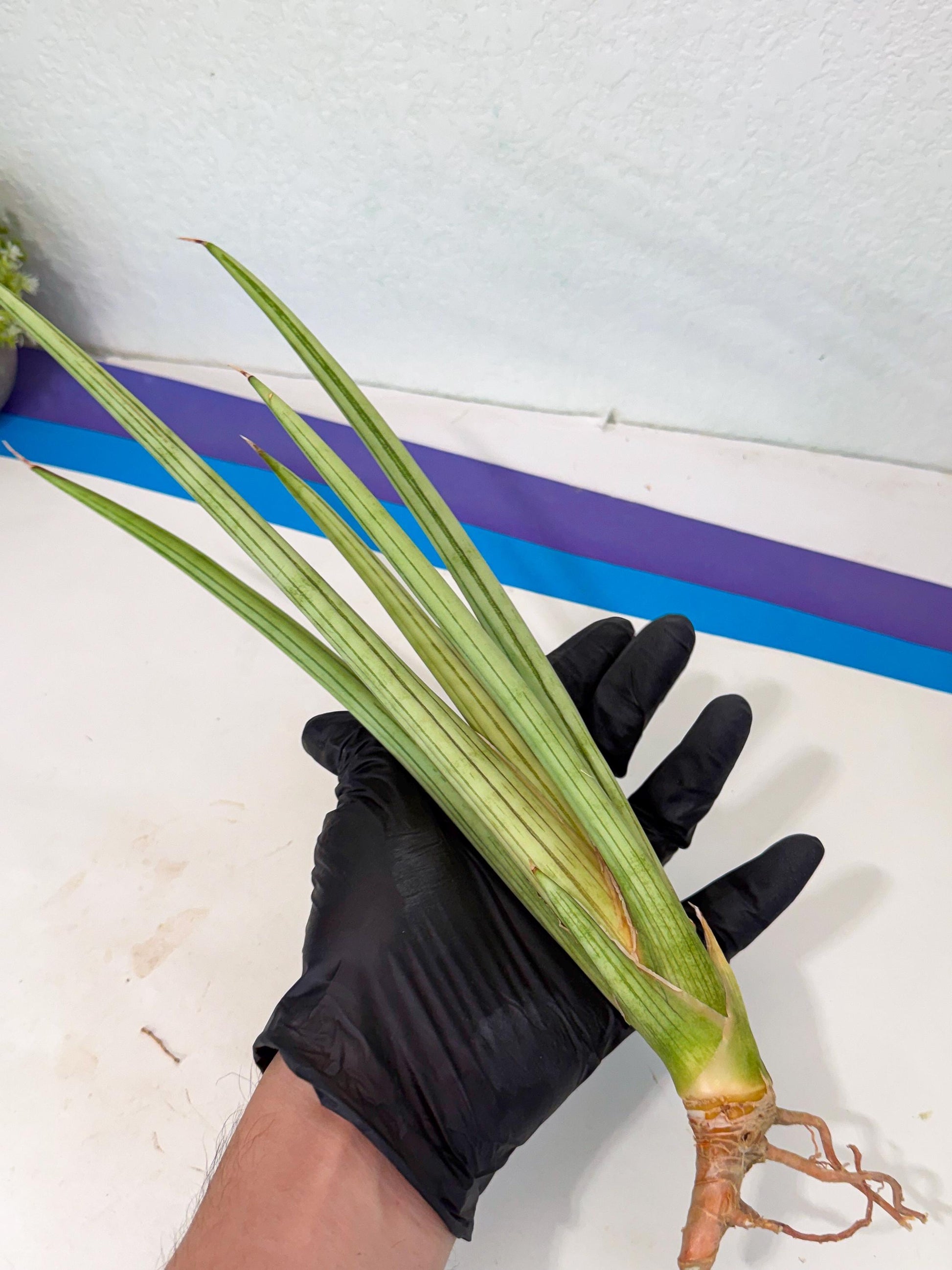 Sansevieria Alawo Eve (pp) (6) | Rare Hybrids