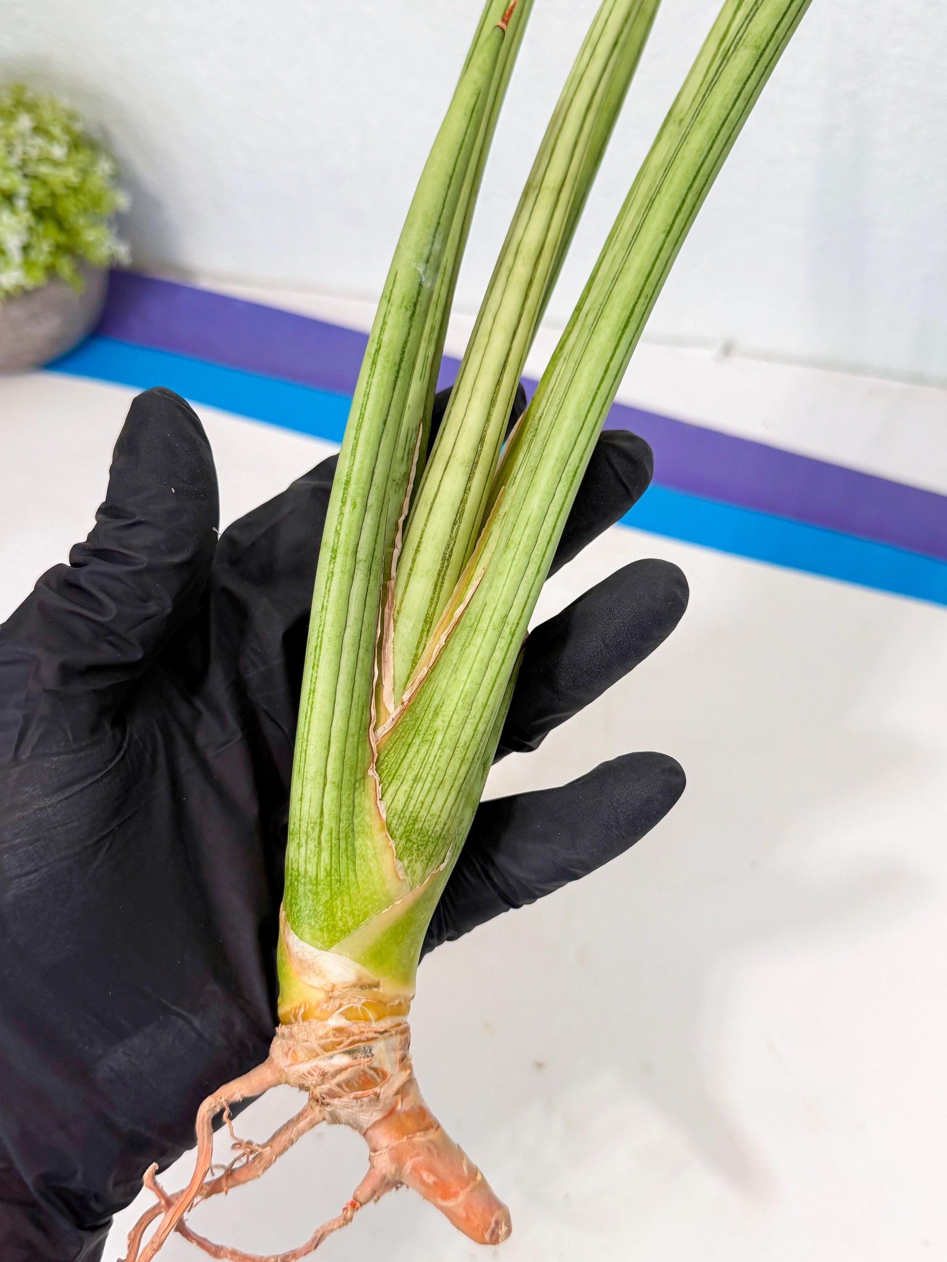 Sansevieria Alawo Eve (pp) (6) | Rare Hybrids