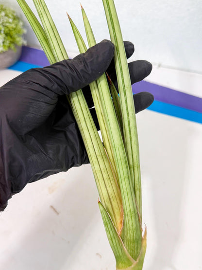 Sansevieria Alawo Eve (pp) (6) | Rare Hybrids