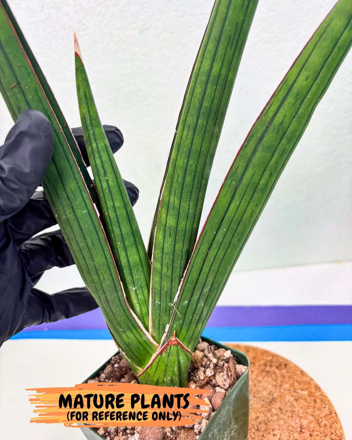 Sansevieria Masirom (pp) (8) | Rare Hybrids