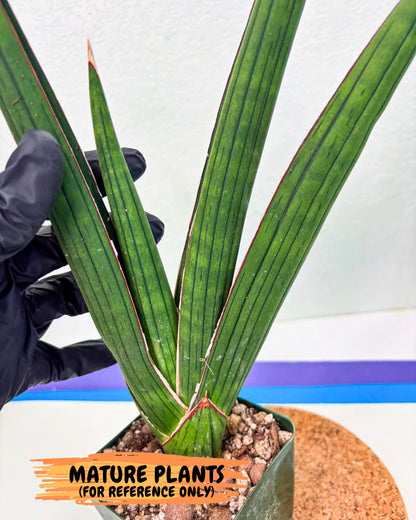 Sansevieria Masirom (pp) (8) | Rare Hybrids