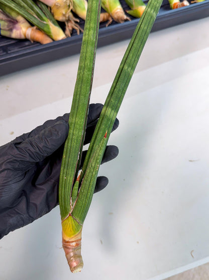 Sansevieria Masirom (pp) (8) | Rare Hybrids