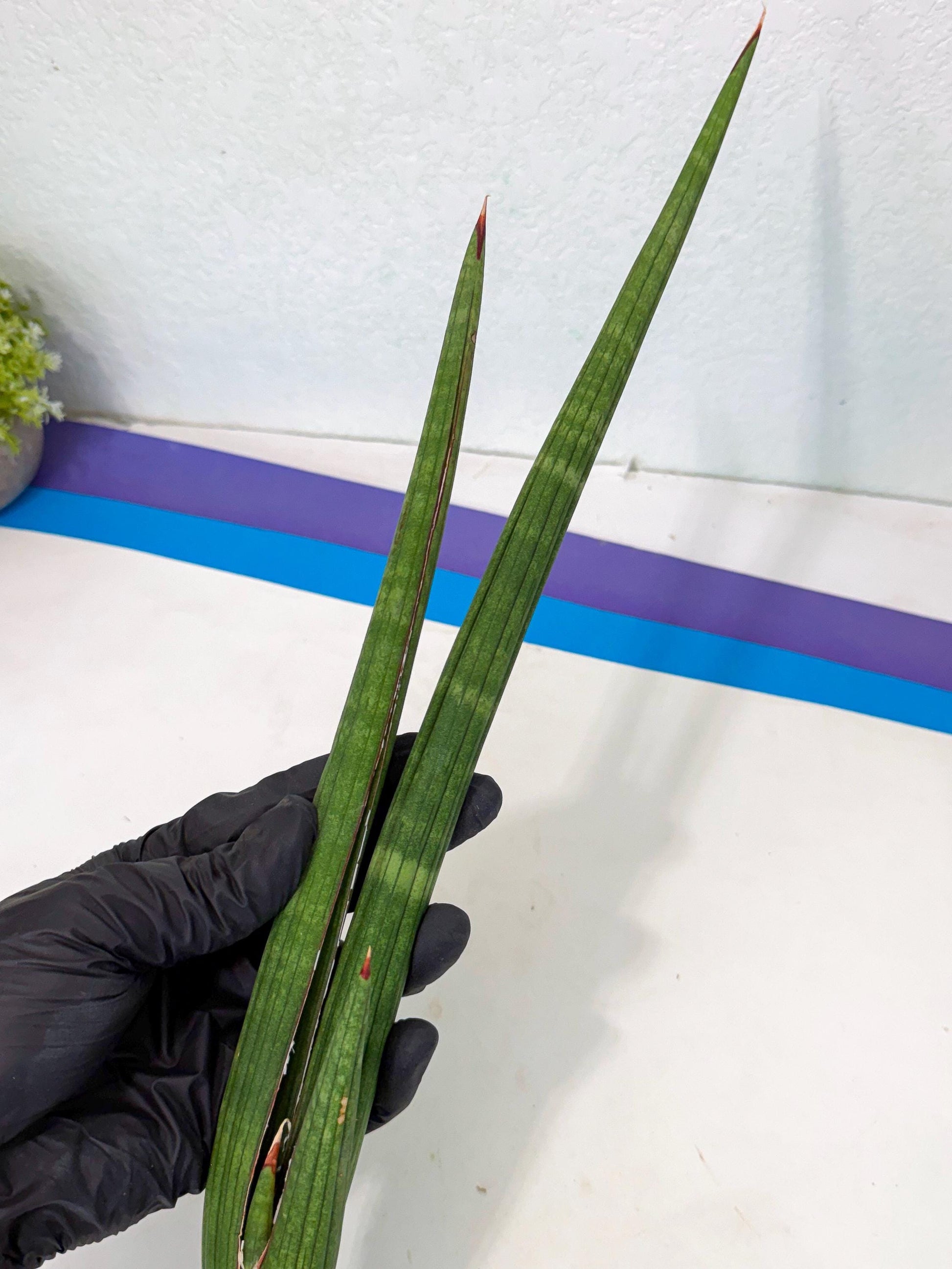 Sansevieria Masirom (pp) (8) | Rare Hybrids
